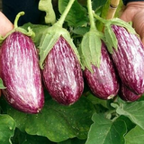 Basil Color Eggplant Seeds Selling Organic Vegetable Seeds